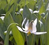 Salt Creek Wildflower Hike, Salt Creek SRA (Monroe Lake)