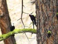 Wenas Camp Out — Whidbey Audubon Society