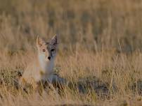 Aiken Monthly Meeting April 2024 | Swift Fox Research in WY