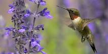 The Ruby Throated Hummingbird