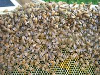 Beekeeping Field Day - Dordt University and Siouxland Beekeepers Club