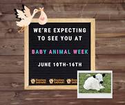 Baby Animal Week