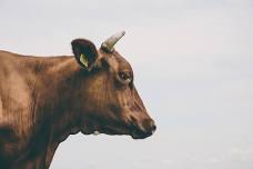 Hereford Cattle, Red Hair & Red Rouge