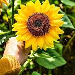 Sunflower Festival — KC Pumpkin Patch