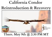 California Condor Reintroduction & Recovery