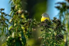 Wednesday Evening Birding