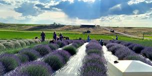 Lavender Festival