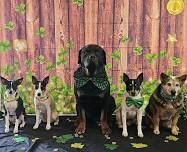 Group Obedience Class