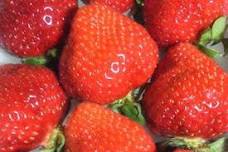 Fukuoka Charter Bus Tour: Strawberry Picking and Shopping Experience