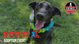 Petco Jasper Adoption Event — GBHS