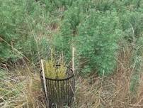 Saving native seedlings from invasive lupins!