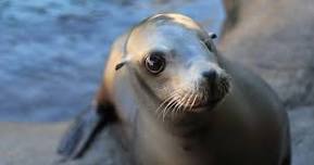 Oregon Coast Aquarium