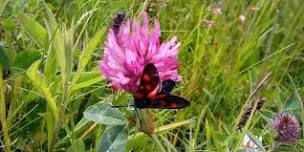 Wellness Walk at Longlands Lake — West Cumbria Rivers Trust