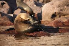 Espiritu Santo Island: Paddleboard Adventure and Wild Sea Lions