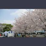 Toneri Park Thousand Cherry Tree (Senbonzakura) Festival