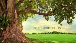 TREE MEDITATION