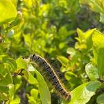 Nature Walk on Nantucket — Linda Loring Nature Foundation