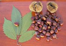 FREE TALK on the American Chestnut Tree in Pine HIll Park