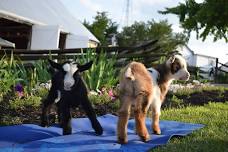 Goat  Yoga (2024)