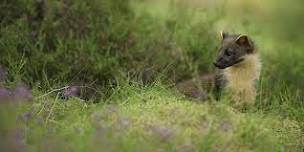 Hedgerow surveying for wildlife