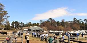 Hazeldean Spring Bull Sale 2024 — Hazeldean