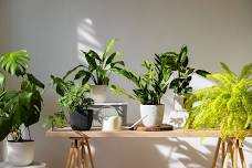 Adopt a Houseplant (Plant Drop-Off Only)