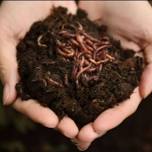 Composting and Worm Farming