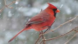 Christmas Bird Count