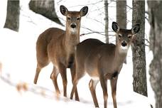 Ageless with OLLI: Rocky Mountain Arsenal:  Journey from Toxic Wasteland to Wildlife Refuge