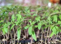 Parachute Seed Sort, Seed Distribution, & Transplanting Workshop