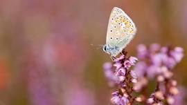 WyNG Day of Butterflies - butterfly walk