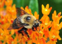 Buzzing Buddies: Exploring Pollinators in Central Virginia