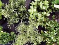 21st Annual Herb Fest & Plant Sale