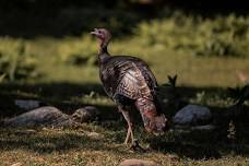 Conservation Campfire- Wild Turkey