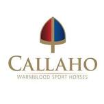 12th Annual Callaho Warmblood Sport Horse Auction