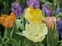 Spring Enchantment at Reiman Gardens