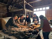 Washing, Skirting, and Preparing a Freshly-Shorn Fleece from the Shakers’ Flock – On Site