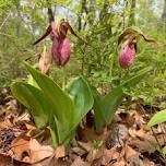 Lady Slipper Festival - Sunday, May 26