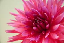 RI Dahlia Society Meeting