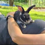 Bunny Meditation