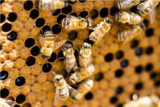 Brown County Beekeepers Meeting