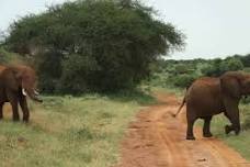 Mombasa: Tsavo East National Park Day Tour