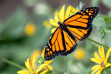 SCIENCE FOR SQUIRTS: BUTTERFLY BONANZA