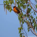 Feathered Friends Friday — Greater Lovell Land Trust