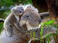 General Meeting - Koala Facts