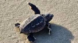 Boardwalk Talk: Sea Turtles on Alabama Shores