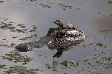 Boat Tour: Alligator Awareness with State Park Naturalists