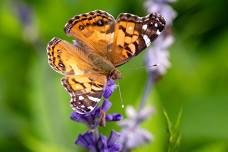 Butterfly Garden Stroll - Saturday June15th from 10am to Noon