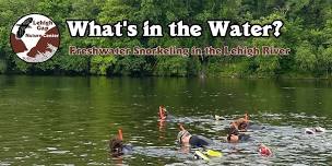 What’s in the Water? — Freshwater Snorkeling in the Lehigh River