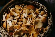 Health & Wellness Benefits of Mushrooms with Collar City Mushrooms